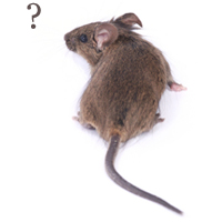 Quick Tip: How to Detect Mouse Direction Using ActionScript